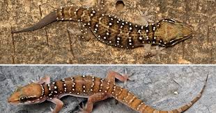 Image result for Tridactyle virgula