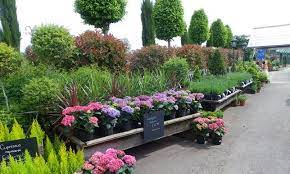 In our 16 years of operation, mariposa nursery has expanded to over 20 acres of nursery production. The Plant Yard