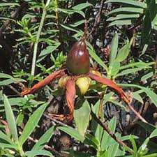 Image result for Hypericum revolutum