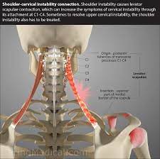 7 draw labelled diagram showing the relations of shoulder joint. Is Neck Instability Causing Your Shoulder Pain Caring Medical Florida