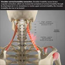 The upper arm bone, called the humerus, is connected to the body via the shoulder blade, which possesses the latin name scapula. Is Neck Instability Causing Your Shoulder Pain Caring Medical Florida