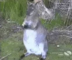Quite the opposite actually i see two cats practicing safe sex! Animals Can Be Jerks Too Album On Imgur