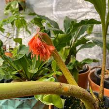 Image result for Scadoxus cinnabarinus