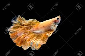 Gold betta fish, show grade betta fish, bettafish competition. Yellow Gold Betta Fish Siamese Fighting Fish On Black Background Stock Photo Picture And Royalty Free Image Image 128852270