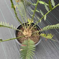 Image result for Encephalartos lebomboensis
