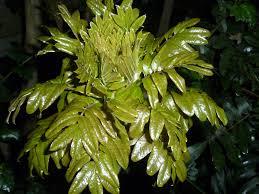 Image result for Bersama swynnertonii