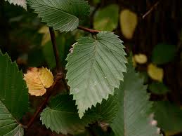 Image result for Ulmaceae