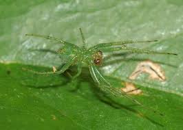 The family has a cosmopolitan distribution, including many. Green Orb Weaver Araneus Praesignis Eriophora Praesignis