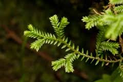 Image result for Selaginellaceae