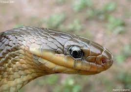 epingle sur couleuvres lezards orvet et autre vipere de sologne