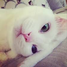 柴咲コウと猫の心あたたまる撮影秘話も (c)2018「ねことじいちゃん」製作委員会 映画.com ニュース 世界的に有名な動物写真家・岩合光昭が映画. æŸ´å'²ã‚³ã‚¦ãŒ çŒ« ã«ãªã£ã¦è¨´ãˆ Mixiãƒ‹ãƒ¥ãƒ¼ã‚¹
