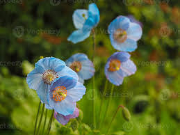 Great savings free delivery / collection on many items. Lovely Blue Meconopsis Flowers Or Himalayan Poppies 2618441 Stock Photo At Vecteezy