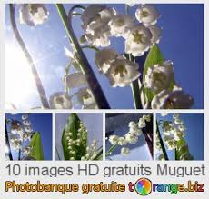 Upgrade to patient pro medical professi. Muguet Image A Bouquet De Lis De Vallee Images Bouquet 5283 Torange Biz