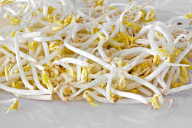 Последние твиты от soja (@sojalive). Soja Bean Sprouts Stock Photos Freeimages Com