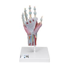 Learn about the muscles, tendons, bones, and ligaments that comprise the knee joint anatomy. Anatomical Teaching Models Plastic Human Joint Models Hand Skeleton Model With Ligaments And Muscles