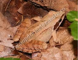 Este prezent în majoritatea zonelor umede din pădure, iar în perioada de reproducere, putem găsi pontele. Anura Dorin Pop