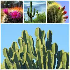 Penn state university extension experts provide a handy fact sheet outlining the plant diseases that most often affect christmas cacti. Unknown Cactus 6 Interesting Facts