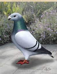 Homing Pigeon Art By Gary Romig Pigeon Breeds Pigeon Pictures Homing Pigeons