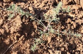 Image result for Salsola kali