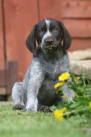 German Shorthaired Pointer Dog Breed Information Pictures