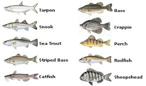 36 Prototypical Florida Saltwater Fish Identification Chart Pdf