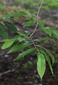 Image result for Huberantha