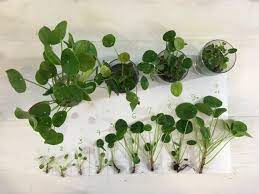 Small Pilea Peperomioides Chinese Money Plant Missionary Plant Pancake Plant Lefse Plant Seedling Chinese Money Plant Plant Seedlings Missionary Plant