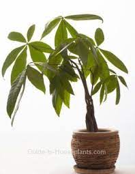 Braided Money Tree Plant Care Tips Picture Pachira Aquatica Money Tree Plant Money Tree Plant Care Trees To Plant