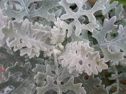 The parts of the plant that grow above the ground are used to make medicine. Dusty Miller Plant Tips For Dusty Miller Care