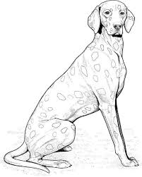 Dog color pages printable dachshund with puppies coloring page. Realistic Dog Coloring Pages Dog Coloring Page Dog Coloring Book Puppy Coloring Pages