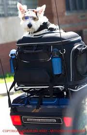 Delivering products from abroad is always free, however, your parcel may be subject to vat, customs duties or other taxes, depending on laws of the country you live in. 33 Motorcycle Pet Carriers Ideas Pet Carriers Dog Carrier Pets