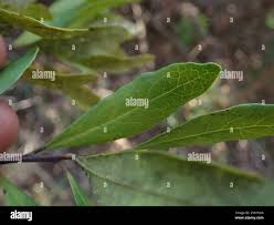 Image result for Euclea crispa