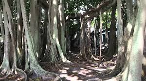 Maybe you would like to learn more about one of these? Banyan Tree At Edison S Fort Myers Home Youtube