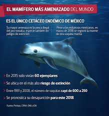 The vaquita marina, or little sea cow, is the most endangered marine mammal in the world, with fewer than 30 left in mexico's sea of cortez. Vaquita Marina C 03 Fotos Facebook