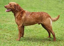 Image result for chesapeake bay retrívr