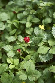 Rather, you are beholding a somewhat the weeds that appear to be strawberries with yellow flowers are a close cousin of the strawberry. Duchesnea Indica Photos Free Royalty Free Stock Photos From Dreamstime