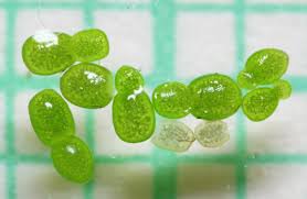 Image result for Wolffia