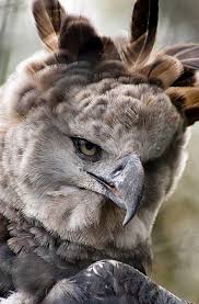 The Largest And Heaviest Birds Are Now Extinct Who Are Capable To Flight But Following Is A List Of The Heaviest Harpy Eagle Animals Beautiful Beautiful Birds