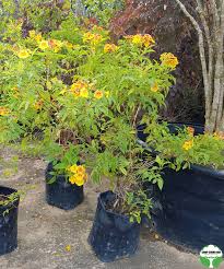 Image result for Tecoma weberbauriana