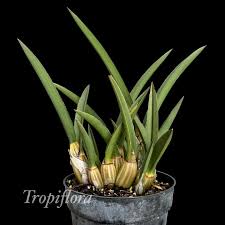 Image result for Eulophia petersii