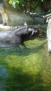 Tapir Jacksonville Zoo And Gardens Jacksonville Zoo Tapir Zoology