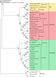 Image result for Fabaceae subfamily Papilionoideae
