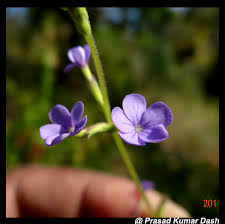 Image result for Buchnera