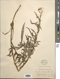 Image result for Sonchus schweinfurthii