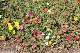 Image result for Portulaca