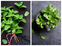 Know how you can differentiate spearmint vs peppermint plants. Difference Between Mint And Peppermint The Times Of India