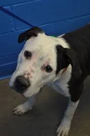 160 They Deserve Better Ideas Pets Dog Cat Animals