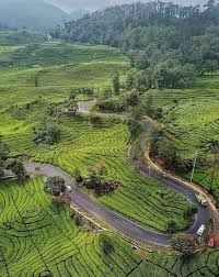 #piknik #liburan #weekend #lembang #bandung #wisatajika anda berencana liburan ke kota bandung terutama ke lembang, jangan lupa menyempatkan untuk menikmati. 8 Spot Foto Kebun Teh Rancabali Ciwidey Harga Tiket 2021 1