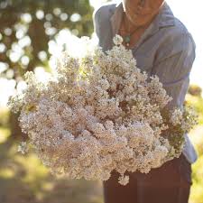 Candytuft Pinnacle White In 2020 June Wedding Flowers Flowers Flower Farm