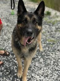 Do you want to adopt a german shepherd puppy? Adopt Sherman On Petfinder Dog Search German Shepherd Dogs German Shepherd Puppies